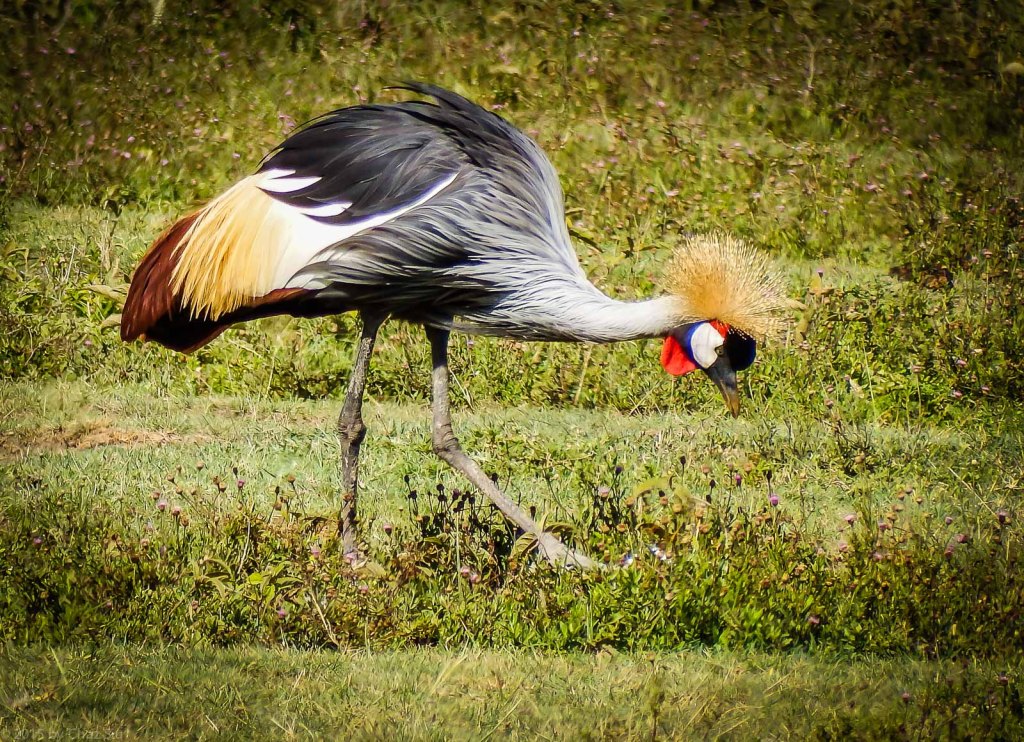 Grey Crowned Crane - Awesome Plumage!