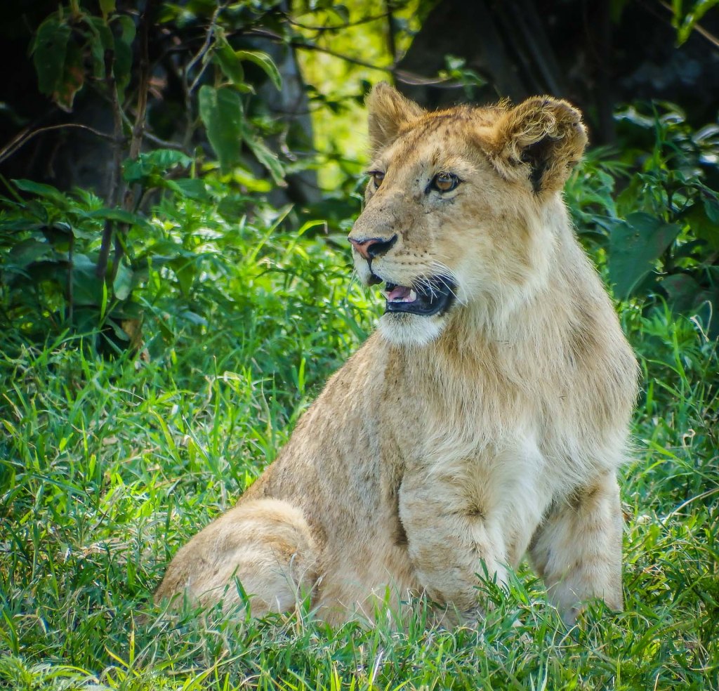 Lion Cub