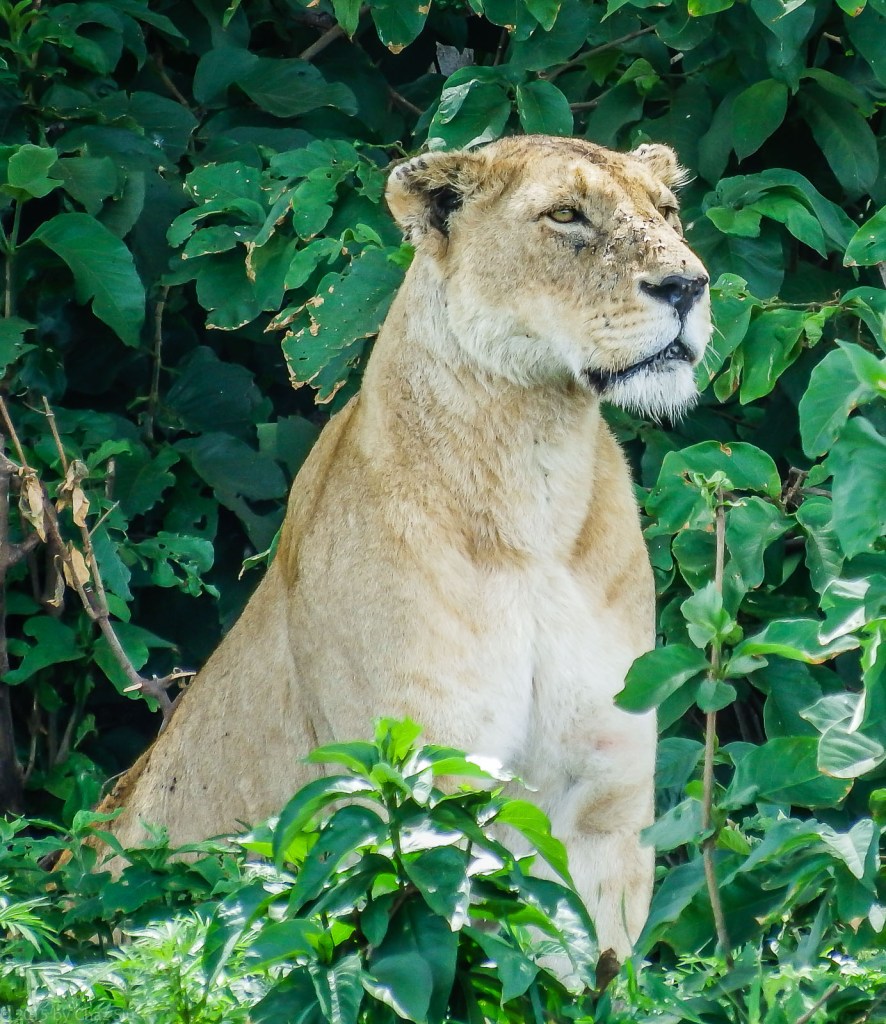 Mama Simba Watching For Food