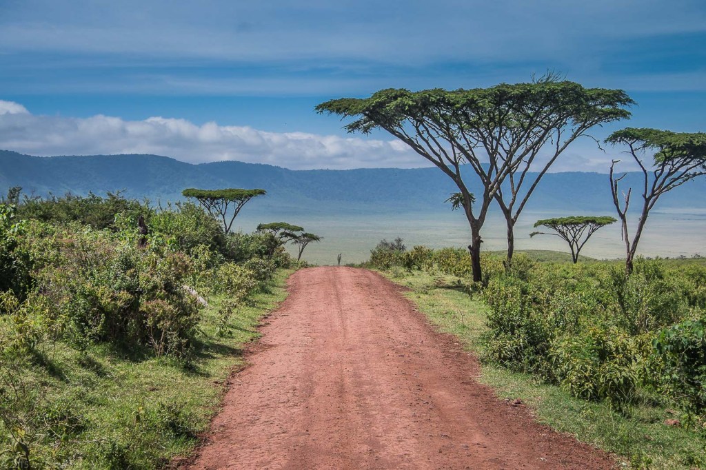 Umbrella Acacia Trees Along The Road Into The Crater