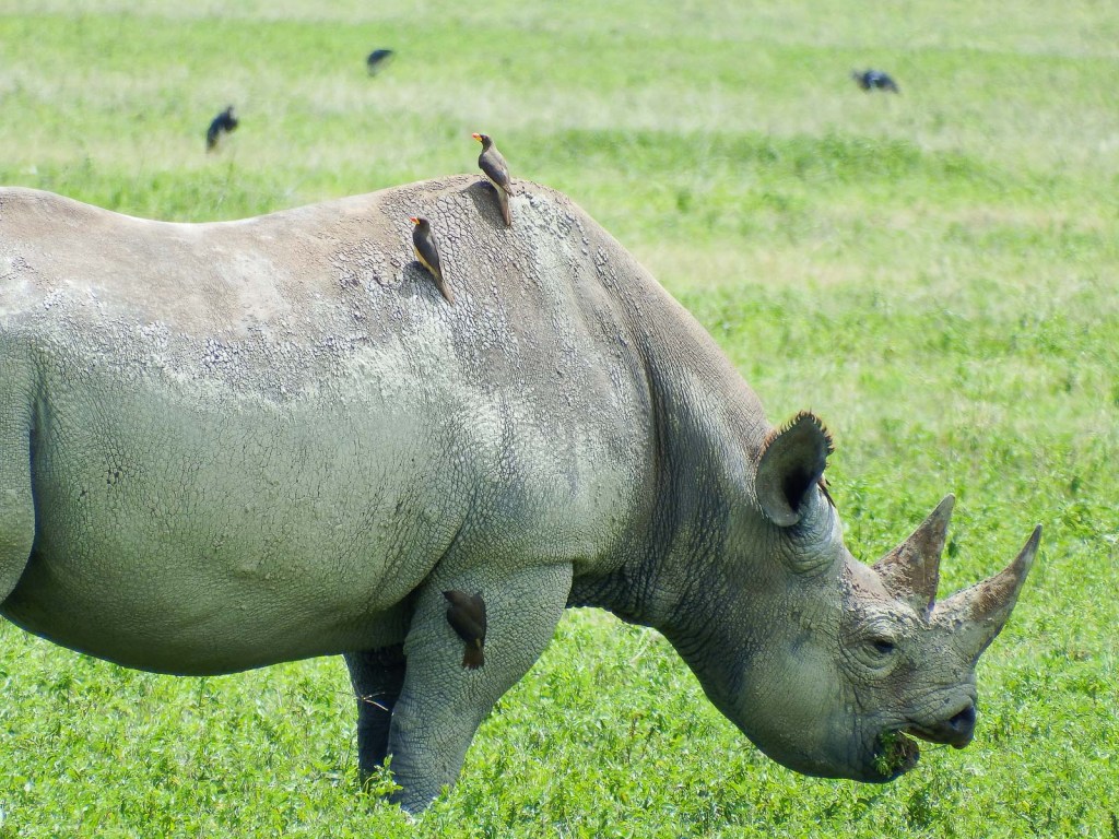Oxpeckers Chomping Ticks On Black Rhino