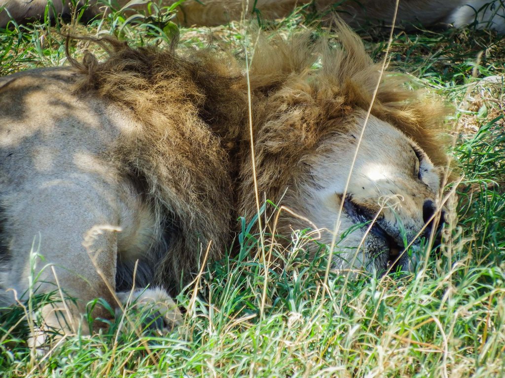 Papa Simba Crashed After Mating