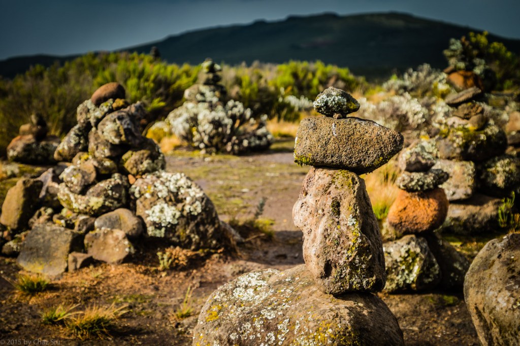 The Cairn Forest Near Shira One Camp