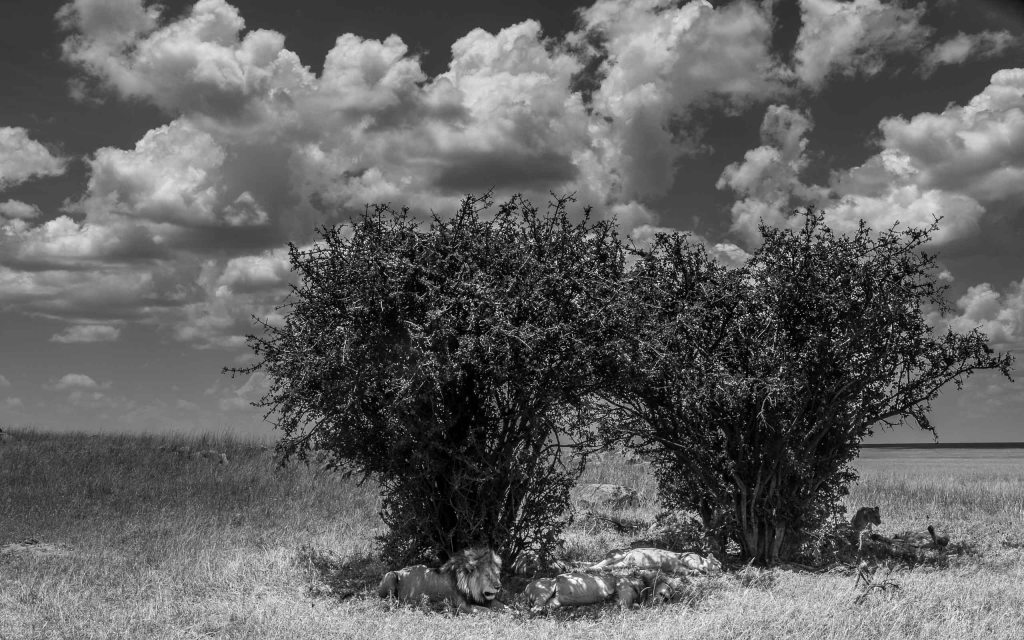 The Serengeti Pride - 2 Guys, 3 Girls.  It Probably Got Weird. 