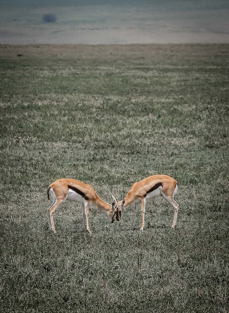 Thomson's Gazelle Kids Playing