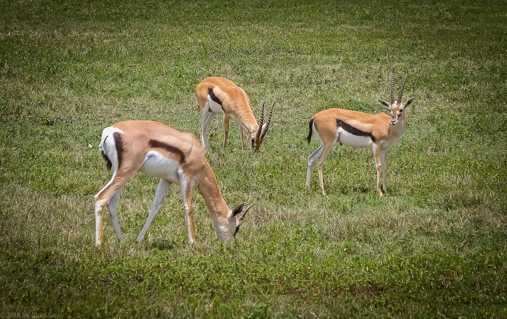 Thomson's Gazelles
