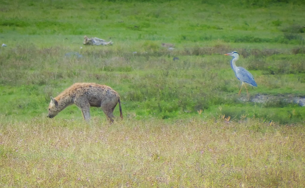 Watercolor Effect of Soft Focus:  Duck And Spotted Hyena