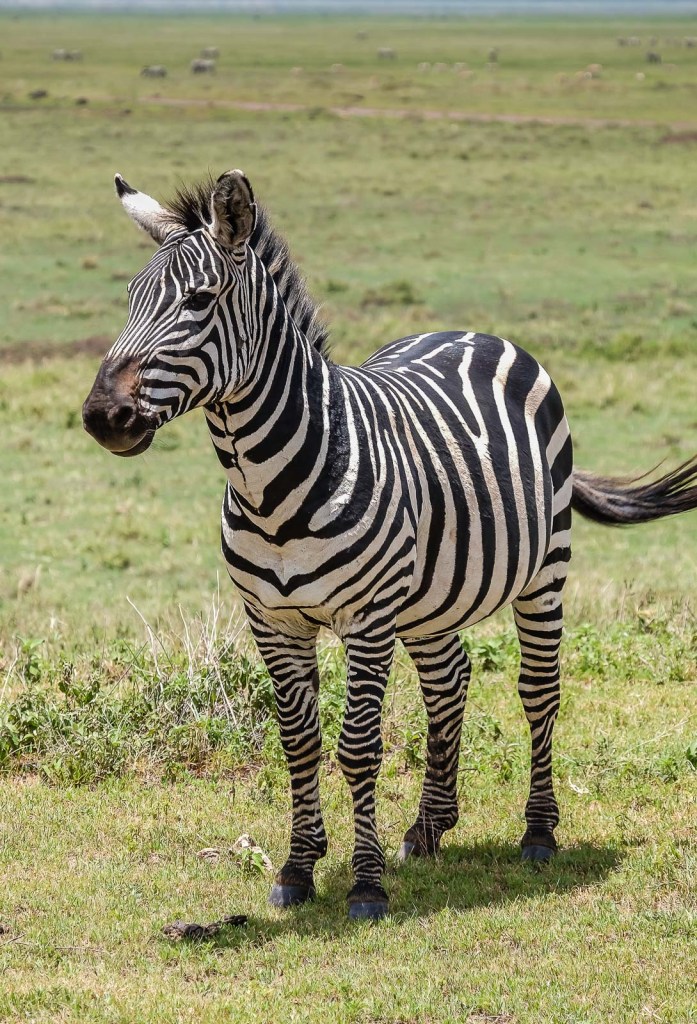 Zebra Face Forward