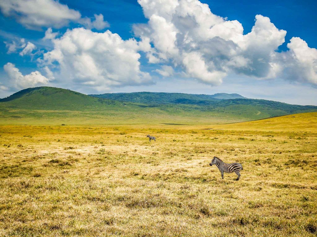 Zebras On The Plains of Ngorongoro Crater